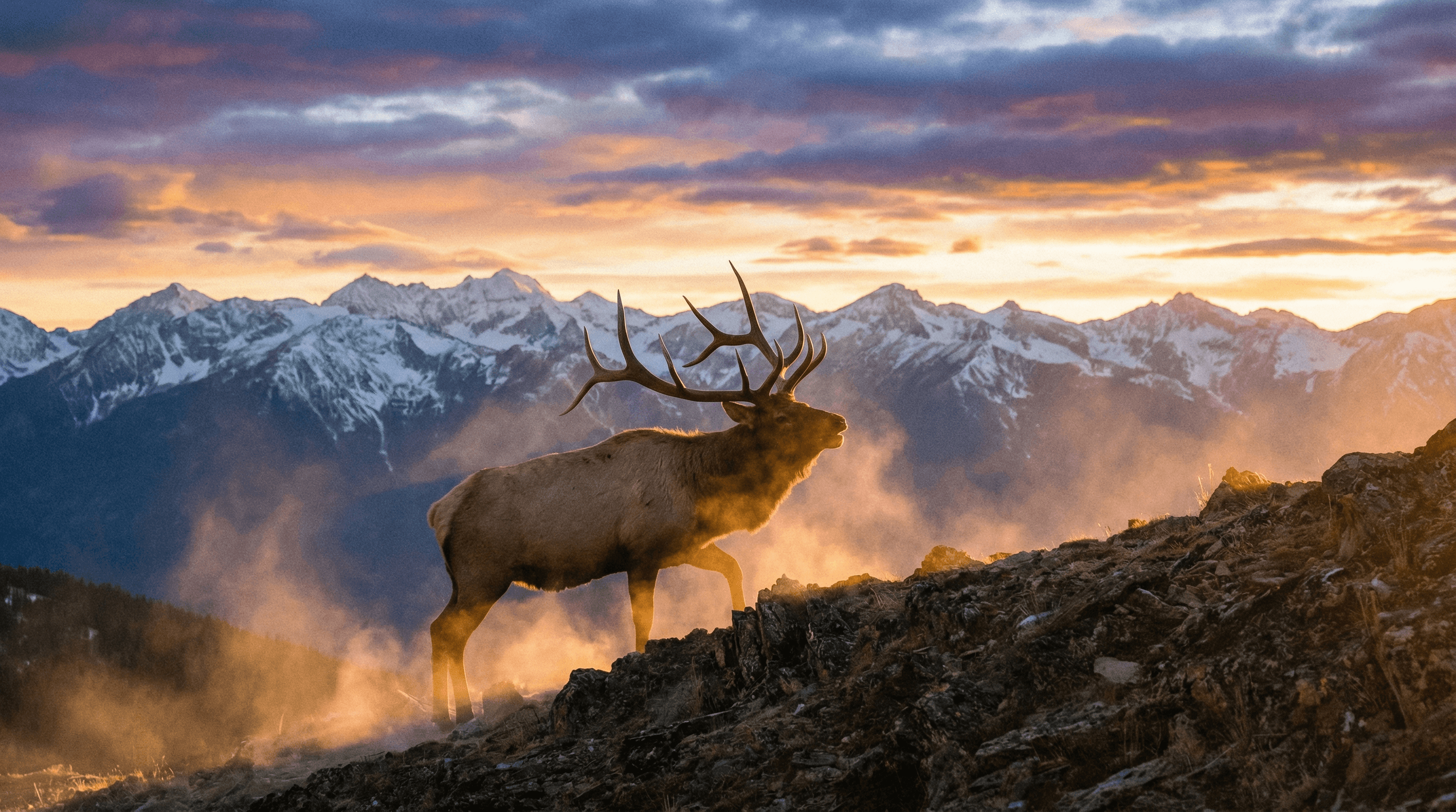 Bull elk on a misty mountain ridge